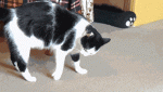Cat-Rolls-In-A-Ball.gif Cat-Rolls-In-A-Ball.gif