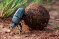 wwdungbeetle.webp