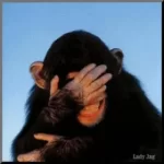 Laughing-chimp-gif-animation.webp