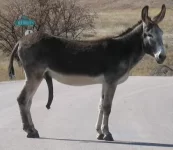 Donkey_penis.webp