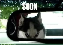 internet-memes-be-carefull-of-husky1.webp