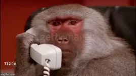 Monkey on Phone.webp