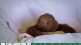 funny-animal-gifs-existential-thoughts-sloth.webp