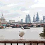 Thames-Bridge-Bird-Study.gif