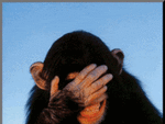 Laughing-chimp-gif-animation.gif