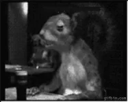 1236162429_squirrel_drinking_guinness.webp