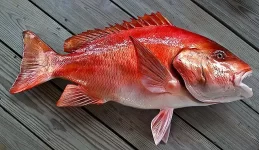 Red-Snapper-34-640.webp