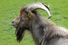 billy-goat-goat-buck-portrait-7af13b-1024.webp