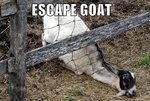 escape-goat-is-escaping-your-fail~2.jpeg