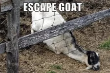 escape-goat-is-escaping-your-fail~2.webp